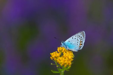 Mor arka planda sarı çiçekte mavi kelebek, Amanda mavi, Polyommatus amandus
