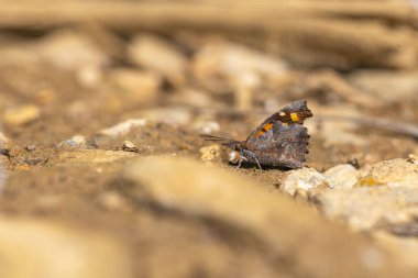 Uzun burunlu kelebek yerden mineraller topluyor, Avrupa gagası, Libythea celtis