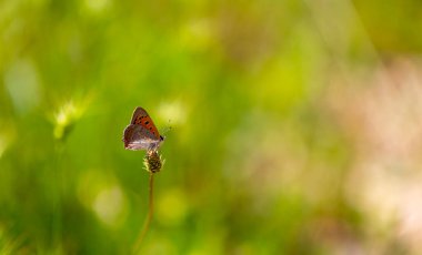 little red butterfly on yellow flower,  Small Copper, Lycaena phlaeas clipart