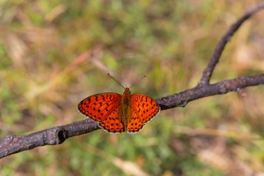 red big butterfly, Niobe Fritillary, Argynnis niobe clipart