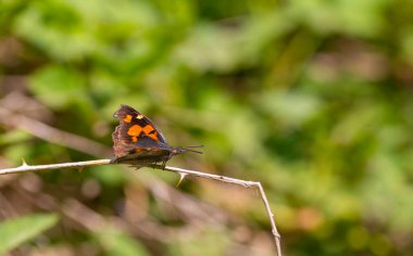 Uzun burunlu kelebek, Avrupa gagası, Libythea celtis, kuru bir dalda