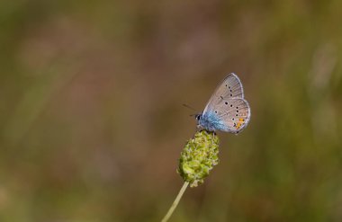 Mavi kanatlı küçük kelebek, Yunan Mazarine Blue, Polyommatus bellis