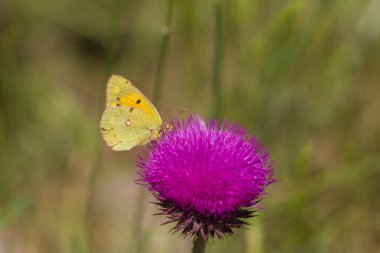 Sarı Şöhret Kelebeği - Colias Crocea