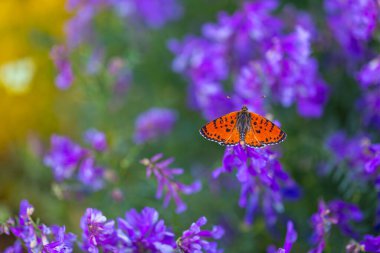 Harika mor çiçeklerle, Benekli Fitillary, Melitaea didyma