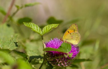 Yellow Glory butterfly on the plant - Colias crocea clipart