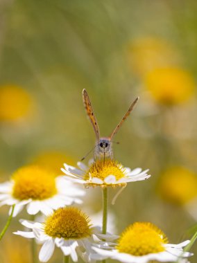 Çiçek üzerindeki kırmızı kelebek, Melitaea Cinxia, Glanville Fritillary