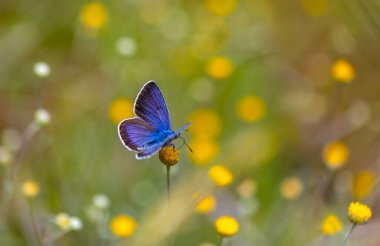 Mavi kanatlı küçük kelebek, Yunan Mazarine Blue, Polyommatus bellis
