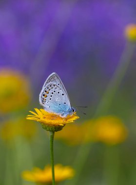 Küçük kanat ucu mavi kelebek, Amanda mavi, Polyommatus amandus