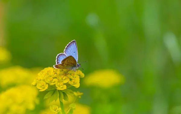 stock image tiny butterfly with open wings blue, Blue Argus, Polyommatus anteros