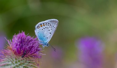 Küçük kanat ucu mavi kelebek, Amanda mavi, Polyommatus amandus