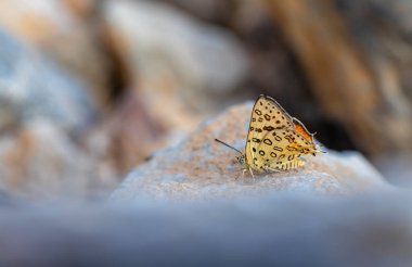 Kelebek taşın üzerinde dinleniyor, Büyük Gümüş Çizgi, Cigaritis maxima