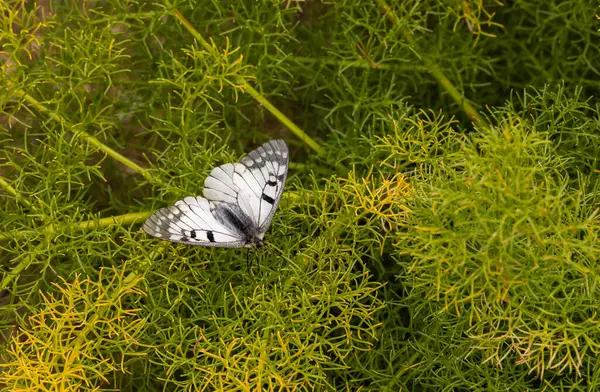 stock image white butterfly in the grass, Clouded Apollo, Parnassius mnemosyne