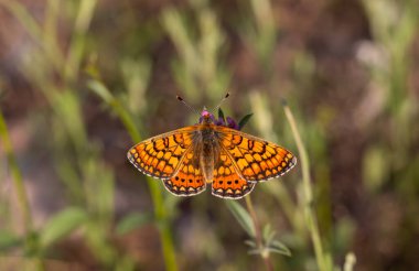 Bitkinin üzerindeki güzel Nazuum kelebeği - Euphydryas orientalis