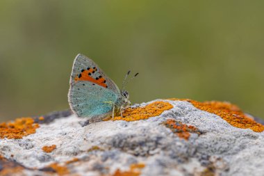 Tiny blue butterfly on lichen rock, Romanoff's Tomares, Tomares romanovi clipart