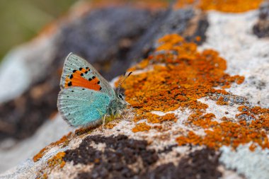 Tiny blue butterfly on lichen rock, Romanoff's Tomares, Tomares romanovi clipart