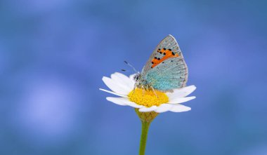 tiny blue butterfly on daisy, Romanoff's Tomares, Tomares romanovi clipart