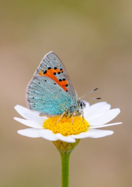 tiny blue butterfly on daisy, Romanoff's Tomares, Tomares romanovi clipart