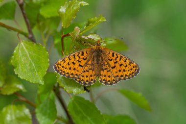 green background and red butterfly, Pearl-bordered Fritillar, Boloria euphrosyne clipart