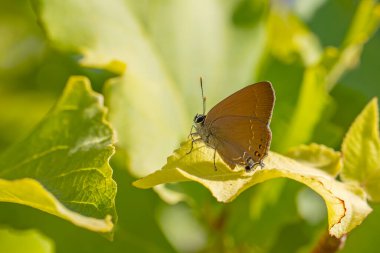 Kahverengi küçük kelebek yeşil yaprak üzerinde, Zap Hairstreak, Satyrium zabni