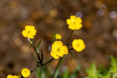 Ranunculus Tövbe 'ye yakın çekim, sürünen düğün çiçeği, Ranunculaceae familyasının çiçek açan bir bitkisidir..