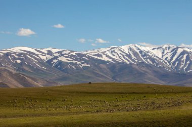 Arka planda karlı dağlarla otlayan koyunlar.