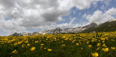 Berelan yaylası, karlı dağ manzarası ve çiçek açan yer, Hakkari, Türkiye