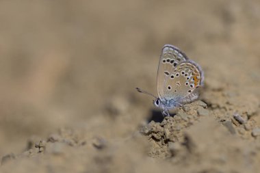 Kelebek yerden mineraller topluyor, Güller Mavi, Polyommatus Rosei