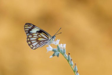 Büyük beyaz göçmen kelebek, kahverengi damarlı beyaz, Belenois aurota