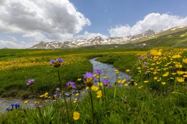 Berelan yaylası, karlı dağ manzarası ve çiçek açan yer, Hakkari, Türkiye