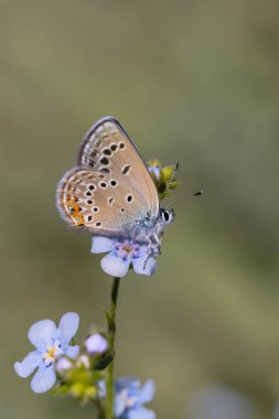 Mavi çiçekteki küçük kelebek, Güller Mavi, Polyommatus Rosei