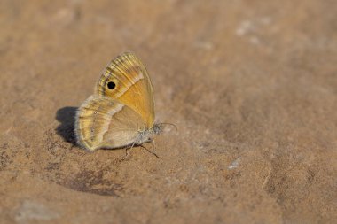 Küçük turuncu kelebek, Saadi 's Heath, Coenonympha saadi