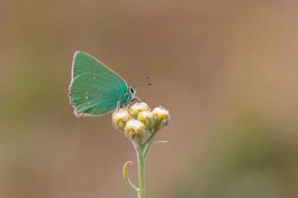 stock image green butterfly feeding on flower, Pfeiffer-s Green Hairstreak, Callophrys paulae