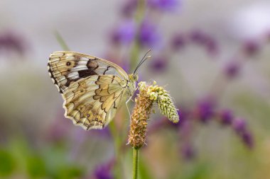 Tesisteki büyük kelebek, Suriye Mermer Beyazı, Melanargia Syriaca