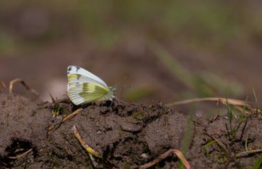 Yerden mineraller toplayan beyaz kelebek Krueper 'ın Küçük Beyazı, Pieris Krueperi