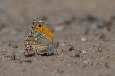 Yerden mineralleri toplayan büyük kelebek Wagner 'den Steppe Brown, Hyponephele wagneri