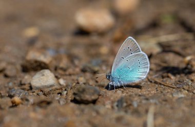 Yerdeki küçük mavi kelebek, Pontic Blue, Polyommatus coelestinus