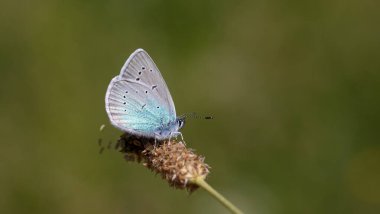 Bitki üzerindeki küçük mavi kelebek, Pontic Blue, Polyommatus coelestinus