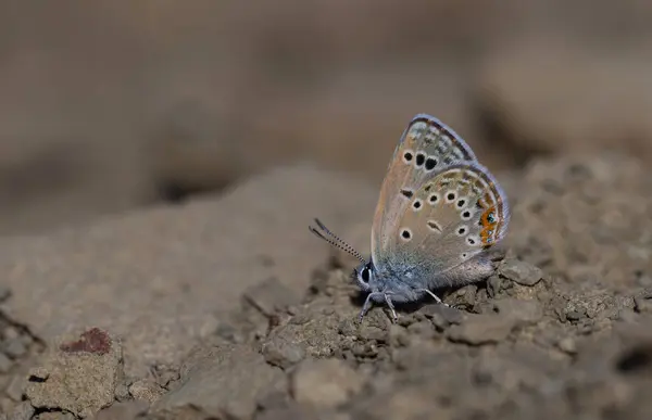 stock image butterfly picking up minerals from the ground, Roses Blue, Polyommatus rosei