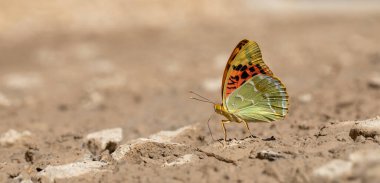 Yerden mineraller toplayan büyük kelebekler Akdeniz Fritilleri, Argynnis Pandora