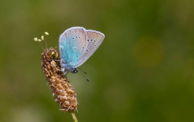 Bitki üzerindeki küçük mavi kelebek, Pontic Blue, Polyommatus coelestinus