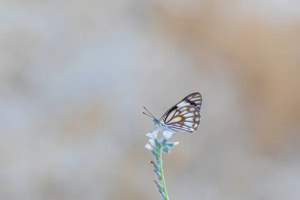 stock image large white migratory butterfly, Brown-veined White, Belenois aurota