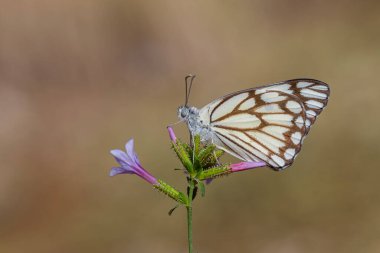 Büyük beyaz göçmen kelebek, kahverengi damarlı beyaz, Belenois aurota