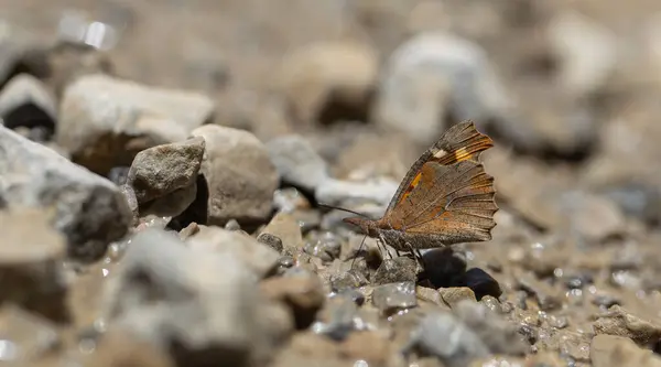 Stock image long-nosed butterfly picking up minerals on the ground, European Beak, Libythea celtis