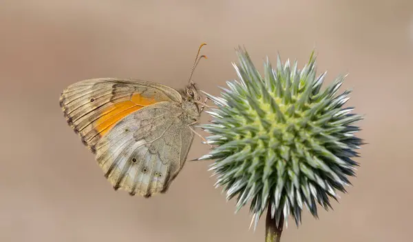 stock image large butterfly feeding on spiky flower, Esperarge clymene