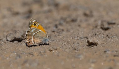 Yerden mineralleri toplayan büyük kelebek Wagner 'den Steppe Brown, Hyponephele wagneri