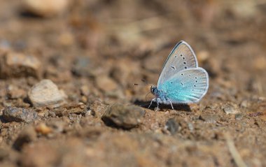 Yerdeki küçük mavi kelebek, Pontic Blue, Polyommatus coelestinus