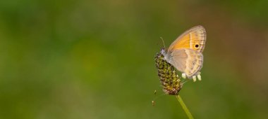 Küçük turuncu kelebek, Saadi 's Heath, Coenonympha saadi
