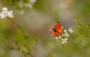 Yanan kanatlı küçük kelebek, Lycaena virgaureae