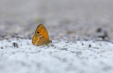 Küçük turuncu kelebek, Saadi 's Heath, Coenonympha saadi