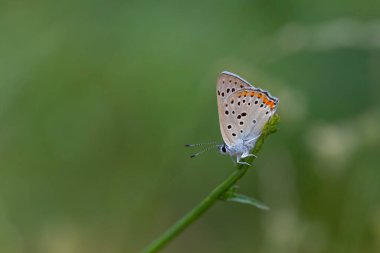 Kırmızı kanatlı küçük kelebek, Lycaena Alciphron